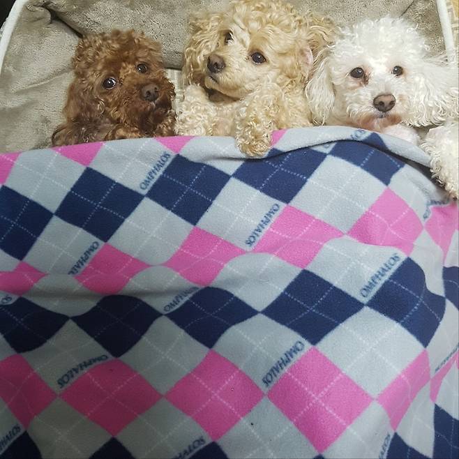 김수열씨와 아들이 키우던 반려견 짱구, 써니, 백구(왼쪽부터)가 나란히 누워있다. 짱구는 방광암으로, 써니는 지방종에 의한 합병증으로 몇 해 전 세상을 떠났다. 백구는 췌장염, 급성신부전, 쿠싱증후군(부신피질기능항진증), 당뇨 등을 앓고 있다. 김수열씨 제공