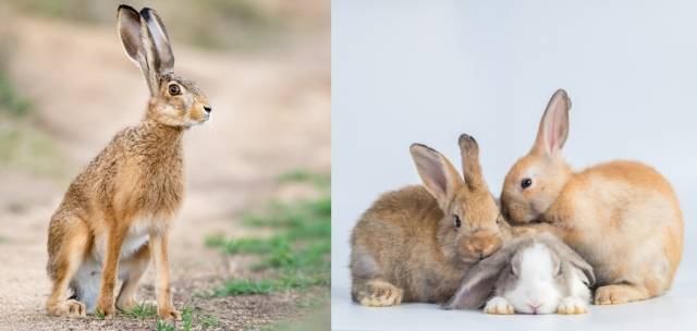 산토끼(왼쪽)와 굴토끼(오른쪽)은 유전적으로 서로 다른 종이다. 먹이와 습성, 서식지 등에서 차이가 있다. 게티이미지