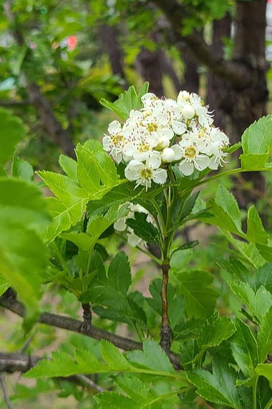5월에 피는 산사나무 하얀 꽃. 찔레꽃과 닮았는데, 톱니 모양 입으로 구분된다. SNS 캡처