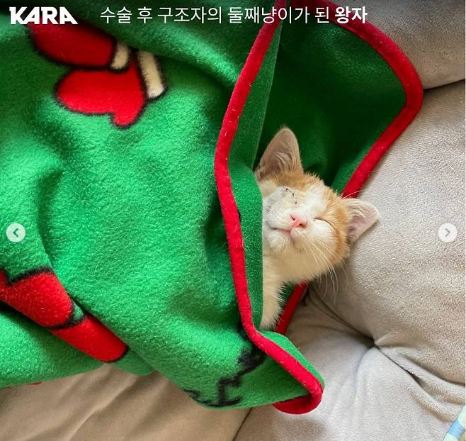 어미 고양이 '살구'가 캣맘의 집 앞에 데리고 온 새끼 고양이. 눈이 많이 아픈 상태여서 구조 후 병원에 데려가 치료해줬다. 새끼 고양이는 수술을 잘 받았다. 캣맘은 장애를 가지고 살아갈 새끼냥이가 걱정돼 둘째로 입양했다. '왕자'라는 멋진 이름도 지어줬다. 곤히 잠든 왕자./사진=동물권행동 카라