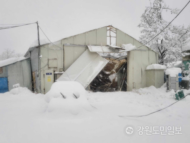 ▲ 지난 15일 오후 4시 32분쯤 고성군 간성읍 금수리 일대의 한 축사가 내린 눈의 무게를 버티지 못하고 무너졌다.