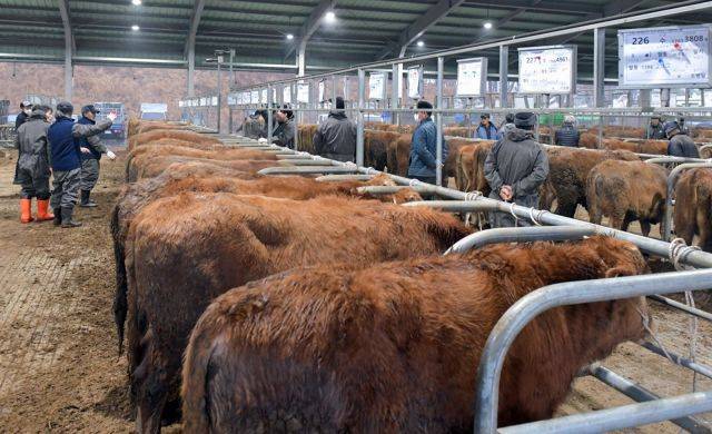 지난 13일 충남 공주시 공주가축시장에서 한우 경매가 진행 중이다. 연합뉴스
