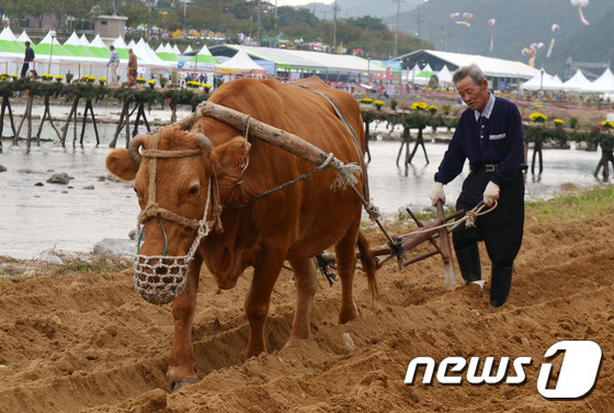 횡성한우.(자료사진)ⓒ News1 DB