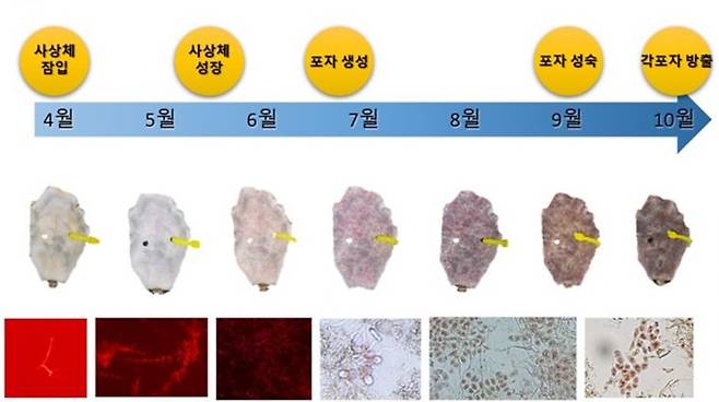 김 종자 생산 단계 평가보고서 [사진제공=대양에스씨]