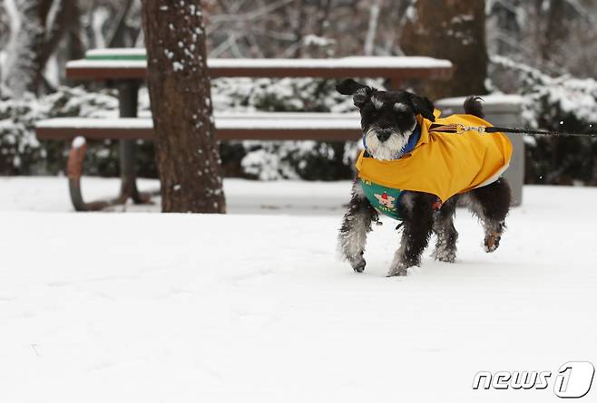 눈이 내린 서울 용산구 효창공원에서 강아지가 눈 쌓인 공원을 산책하고 있다. 2022.12.21/뉴스1 ⓒ News1 김민지 기자