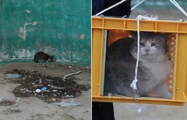 포항 폐양식장 길고양이 도살사건 현장. 동물보호단체 ‘카라’ 블로그 캡처