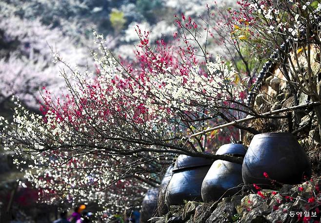 매화꽃 대궐                                                                                                                          ⓒ 김경빈