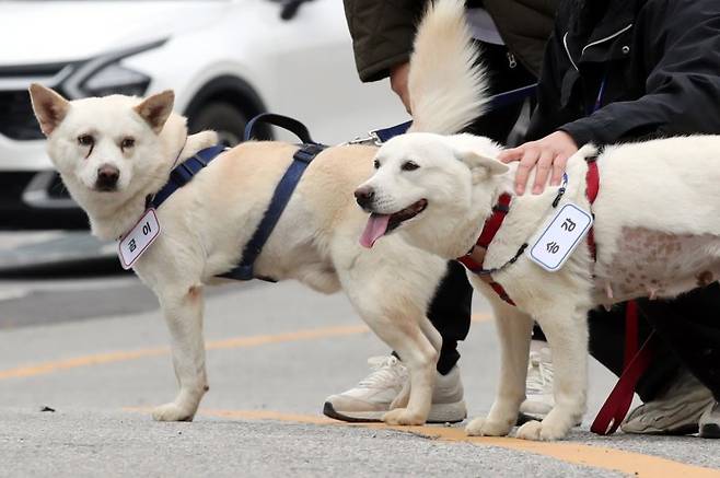 12일 오전 광주 북구 생용동 우치공원 동물원에서 풍산개 암컷 '곰이'와 수컷 '송강'이가 이동하고 하고 있다. 2022.12.12/뉴스1 ⓒ News1 정다움 기자 /사진=뉴스1