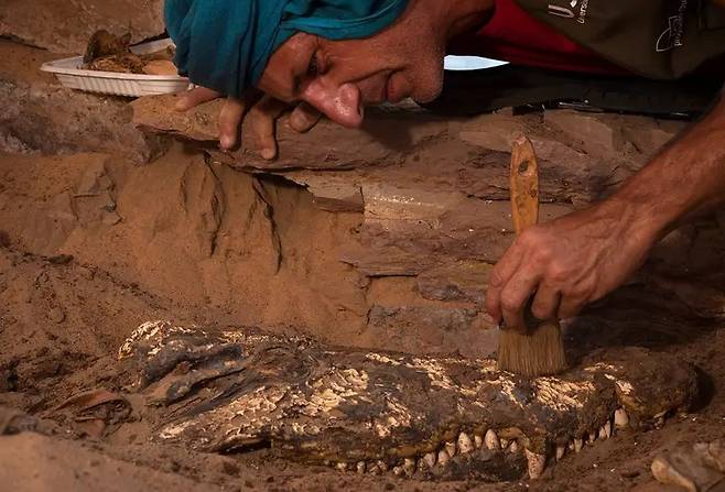 미라 악어를 발굴 중인 연구원
