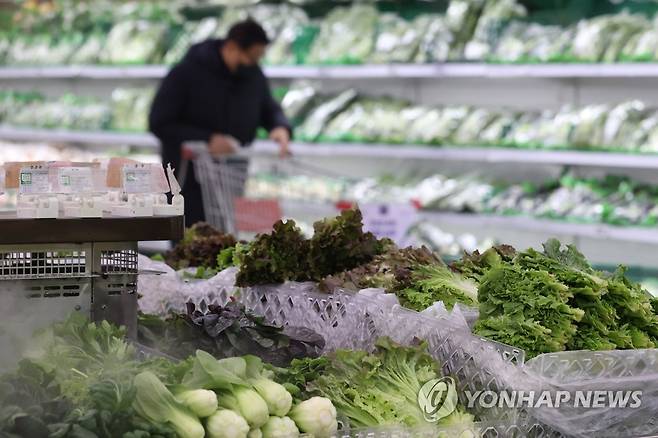 설 앞두고 상추ㆍ오이 가격 비싸 (서울=연합뉴스) 강민지 기자 = 설 연휴를 앞두고 성수품으로 꼽히는 한우와 사과, 배 가격이 1년 전보다 낮은 수준을 유지하고 있다. 반면 한파 영향 등으로 상추와 오이 가격은 전년대비 30% 이상 비싼 것으로 나타났다. 사진은 11일 서울의 한 대형마트 채소 판매대. 2023.1.11 mjkang@yna.co.kr