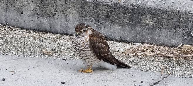 경기 연천 신서면 도신대교 인근 방음벽에 충돌한 뒤 날지 못하게 된 맹금류 새매의 모습. 한국물새네트워크 제공.