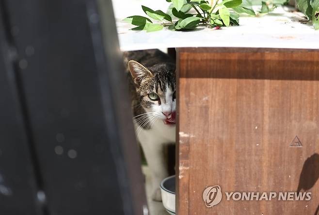 길고양이.[자료=연합뉴스]