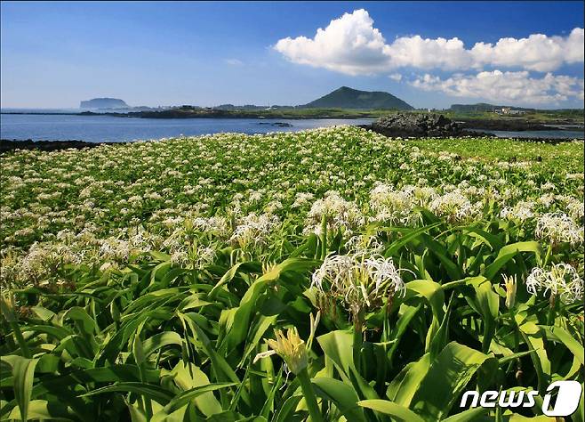 천연기념물 제19호 제주 토끼섬 문주란 자생지.(제주관광공사 홈페이지 갈무리)