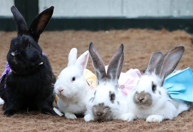 계묘년(癸卯年) 설을 이틀 앞둔 20일 대구 달서구 테마파크 이월드 동물농장에서 한복차림의 토끼가 재롱을 부리고 있다. 대구=뉴스1