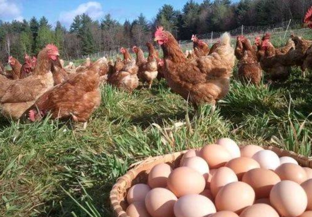 최근 세계 각국의 달걀 가격이 급등하면서 직접 집에서 닭을 키운다는 사례까지 등장해 화제다. 출처_트위터