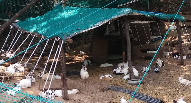 2020년 6월 서울 동대문구가 배봉산 근린공원에 토끼장을 운영하며 개체가 100여 마리까지 늘어나 논란이 됐다. 토끼보호연대 제공
