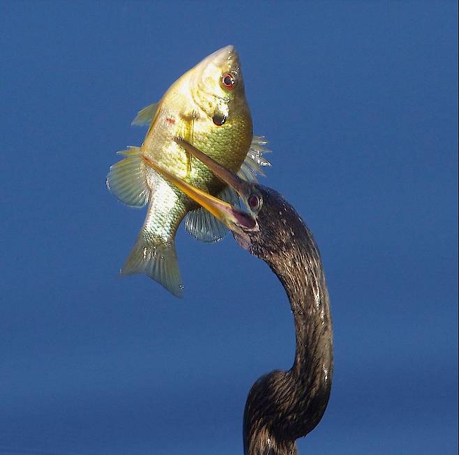 /American Museum of Natural History Facebook 사냥에 성공한 뱀가마우지. 이제 먹잇감을 공중으로 내던져 꿀꺽 삼키는 일만 남았다.