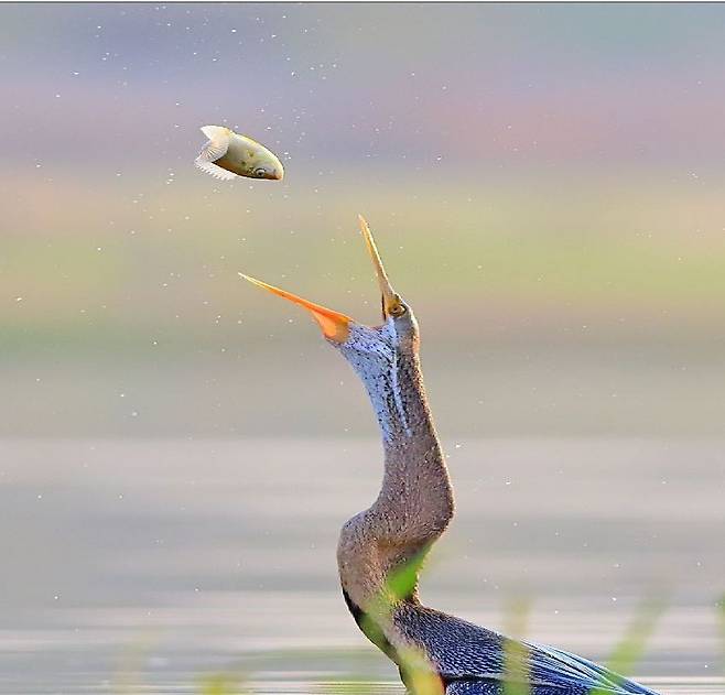 /World Birds Twitter 뱀가마우지가 사냥한 물고기를 허공에 던진뒤 낼름 받아먹을 준비를 하고 있다.