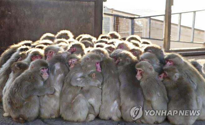 추위 견디는 원숭이들 (도노쇼 교도=연합뉴스) 지난 24일 일본 가가와현 쇼도섬의 한 동물원에서 원숭이들이 추위를 버티기 위해 모여 있다. 2023.1.25 photo@yna.co.kr