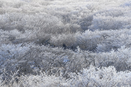 제주 한라산 눈꽃 〈사진=연합뉴스〉