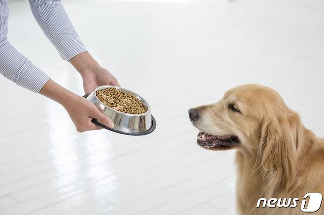 사료 먹는 강아지(사진 이미지투데이) /뉴스1