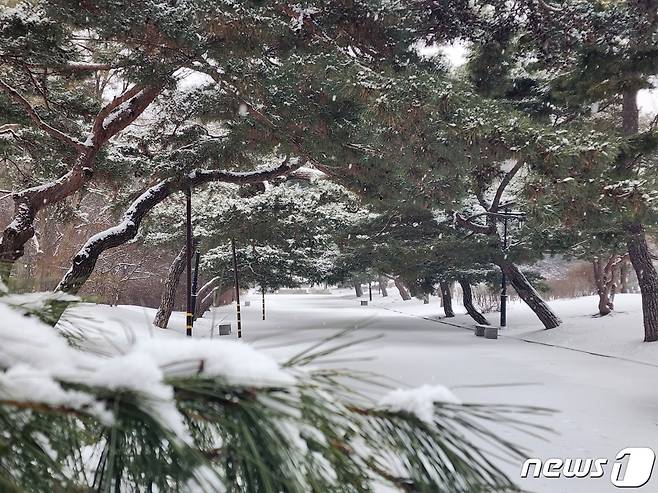 26일 새벽부터 눈이 내린 충남 아산 현충사 소나무 위에 하얀 눈이 소복이 쌓여 있다. ⓒ News1 이시우 기자
