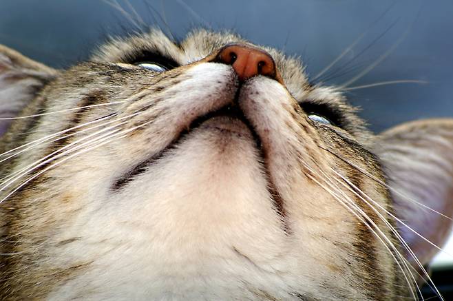 🐈고양이 턱드름, 한 번 걸리면 재발률 75% 이상? | 비마이펫