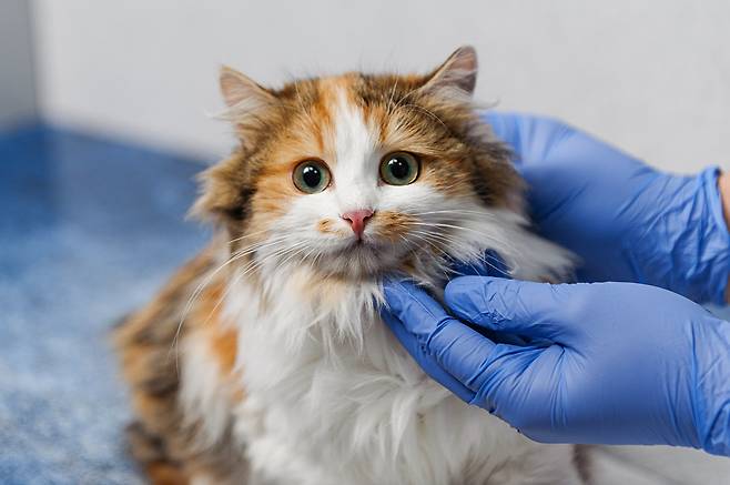 🐈고양이 턱드름, 한 번 걸리면 재발률 75% 이상? | 비마이펫