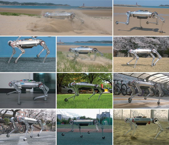 KAIST 사족 로봇 '라이보'가 다양한 지반 환경에서 보행 테스트를 하고 있다.



KAIST 제공