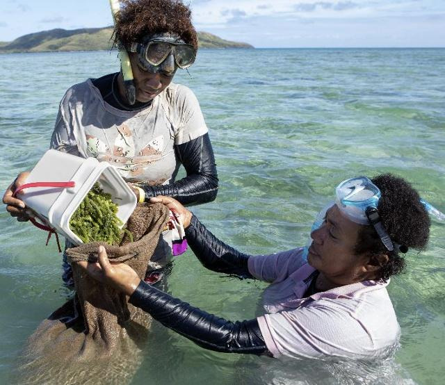 데브라 사드라누가 고용한 피지 야사와 섬의 여성 농부들이 화장품 생산에 사용할 바다포도를 수확하고 있다. 데브라 사드라누 제공