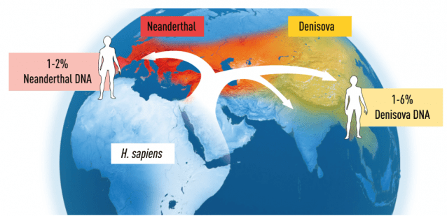 현생인류 유전자 중 네안데르탈인과 데니소바인에서 유래한 유전자 비중 (자료=노벨위원회)
