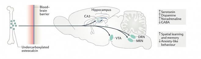혈액 내 osteocalcin이 뇌속으로 직접 전달되어 뇌기능을 조절하는 역할 모식도. 네이쳐&nbsp;제공