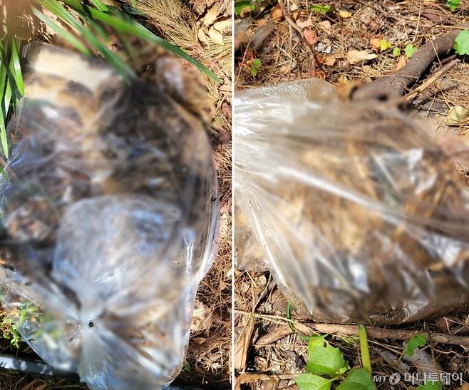 지난해 대전에서 발견된 고양이들 사체. 모두 투명 비닐봉지에 담긴 채로 버려져 있다. /사진=동물자유연대