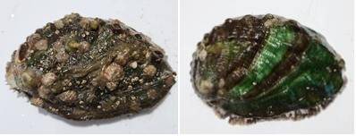 [부산=뉴시스] 부착유인기질이 없던 양식 전복(왼쪽)과 가리비 껍데기를 넣었던 양식 전복 *재판매 및 DB 금지