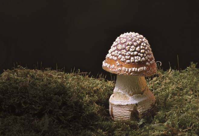 여름 활엽수림에서발생하는 마귀광대버섯은 무시무시한 이름처럼 독을 지닌 버섯이다. 박상영 제공