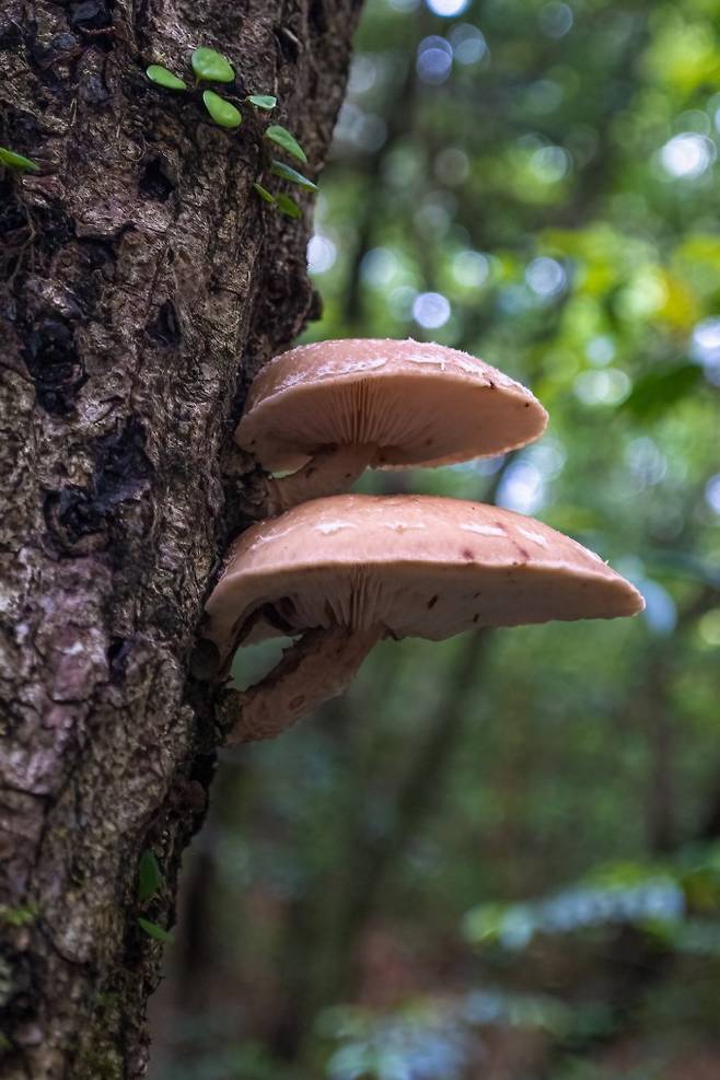 6월 중순 제주도의 죽은 활엽수에서 발견한 야생 표고버섯. 박상영 제공