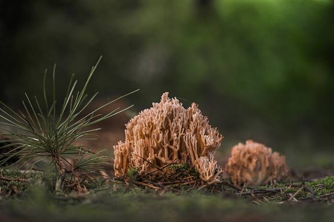지난 9월 침엽수림에서 발견한 보라싸리버섯. 박상영 제공