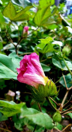 서울 서대문구 농업박물관 야외 뜰에 붉은색으로피어있는 목화꽃. 2020년 9월 25일 촬영