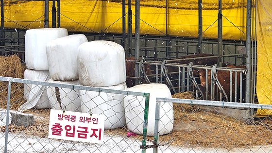 26일 오후 경북 의성군 신평면 한 한우농가 앞에 곤포 사일리지가 쌓여 있다. 김정석 기자