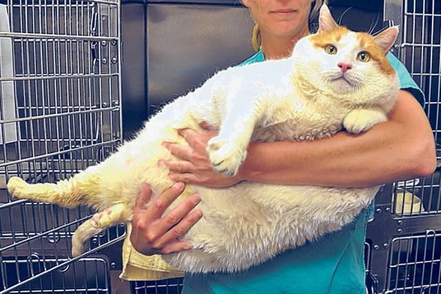 반려동물의 일일 권장 칼로리를 알고 싶다면 세계소동물수의사협회(WSAVA)가 제공하는 계산식을 이용해야 한다. 사진은 기사 내용과 무관함