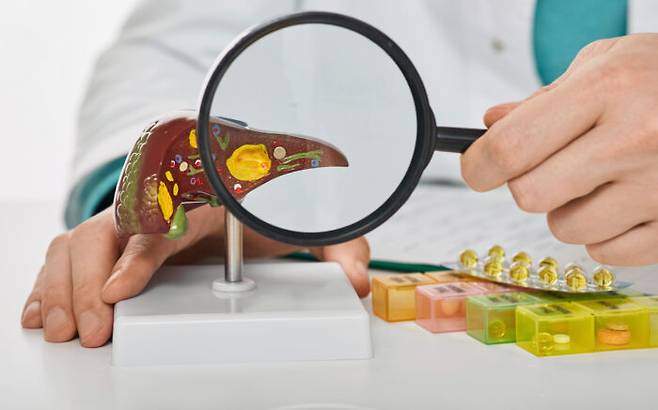 침묵의 장기로 불리는 간은 우리 몸의 장기 중 가장 크고 그만큼 살아가는데 중요한 역할을 담당한다. [사진=클립아트코리아]