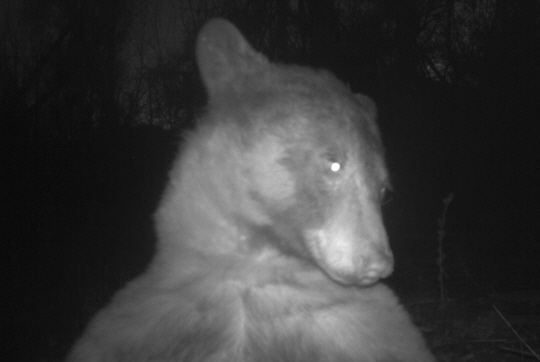 최근 미국 콜로라도주 볼더산간녹지공원 관찰용 카메라에 포착된 야생곰의 모습. 트위터 캡처
