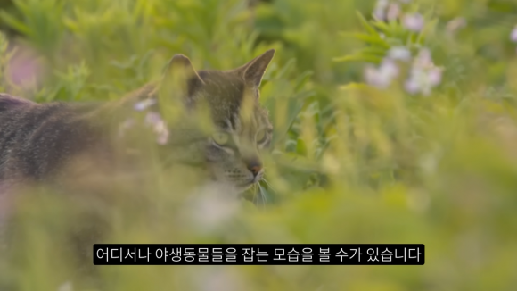 야생 조류 촬영 전문 유튜버 새덕후는 지난 28일 올린 영상에서 “들고양이나 길고양이나 종이 다른 게 아니고 사냥 본능 등 생태적 습성도 다른 게 없기 때문에 고양이가 있는 곳이라면 어디서나 야생동물을 잡는 모습을 볼 수 있다”고 말했다. 새덕후 유튜브 캡처