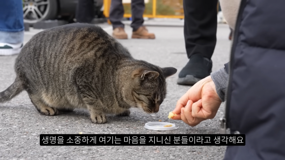 야생 조류 촬영 전문 유튜버 새덕후는 지난 28일 올린 영상에서 길고양이 TNR(중성화 수술 후 방사)의 실효성 없음을 주장하면서 캣맘·캣대디들이 길고양이에게 먹이를 주지 말아야 한다고 말했다. 새덕후 유튜브 캡처