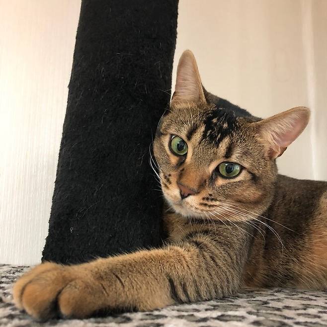 유채화씨의 부모님 집에 있는 반려묘 ‘견우’. 유가족 제공