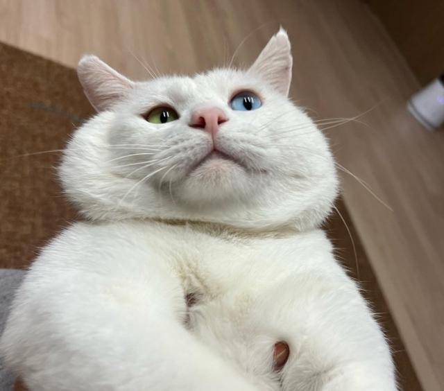 찐빵아, 사료 먹을 때마다 그렇게 허겁지겁 안 먹어도 돼! 다 찐빵이 거야~~