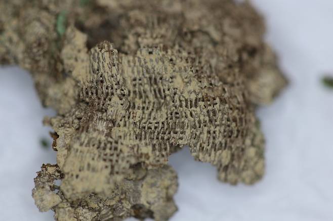 [서울=뉴시스] 교동과 송현동 고분군 63호분 출토 금동관에 쓰는 경금(經錦) (사진=문화재청 제공) 2023.01.31. photo@newsis.com [ *재판매 및 DB 금지