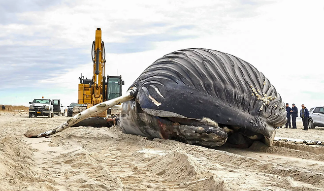 30일 오전 6시 30분경(현지시간) 미국 롱아일랜드 중서부 헴스테드에 있는 해변 공원에 거대한 혹등고래 사체가 발견됐다 로이터 연합뉴스