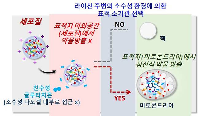 가톨릭대 연구진이 개발한 나노약물전달체의 작동 원리. 친수성을 기반으로 만들어 표적에 정확히 전달하면서도 도중에 약물 방출이 일어나지 않도록 했다. /한국연구재단