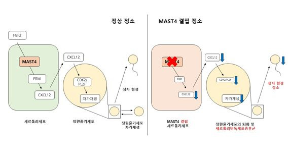 정원줄기세포 조절 단백질의 작용기전. 메드팩토 제공.